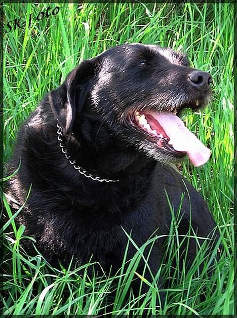 Blanding af racer Chico - Så slapper vi lige af i skyggen.. billede 8