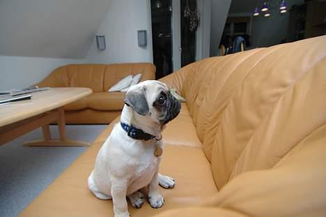 Mops Coco billede 10