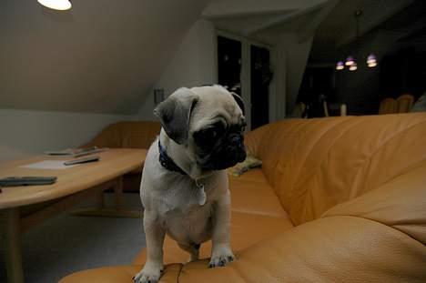 Mops Coco billede 11