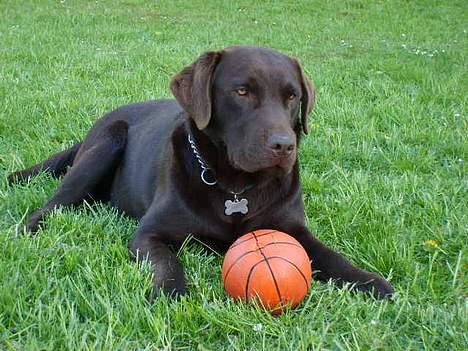 Labrador retriever Gizmo - Her er jeg 1 år og 3 mdr! billede 17