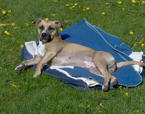 Amerikansk staffordshire terrier KWV' s Standing Ovation  - Ingen kan som Knirke forstå at nyde haven og solskinnet... billede 12