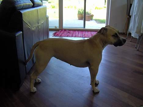 Amerikansk staffordshire terrier KWV' s Standing Ovation  - Whistle Valley Standing Ovation; 16 mdr. billede 13