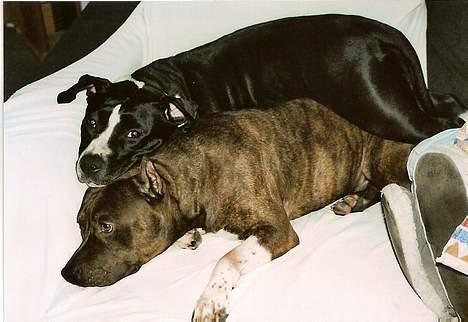 Amerikansk staffordshire terrier miss chicago - chesty vil ikke flytte sig ..så nu ligger jeg bare på ham så hahaha billede 10