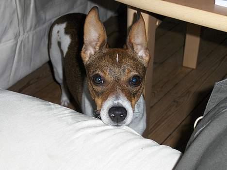 Dansk svensk gaardhund Nanna - SE hvor mine øre stritter billede 10