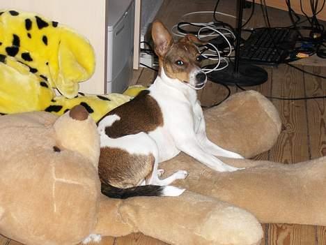 Dansk svensk gaardhund Nanna - Her ligger jeg på min dejlige bløde bamse billede 11