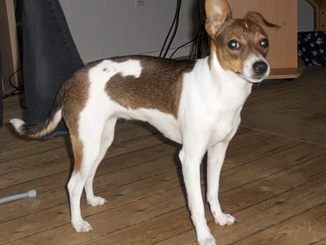 Dansk svensk gaardhund Nanna - Her står jeg og er lækker billede 12