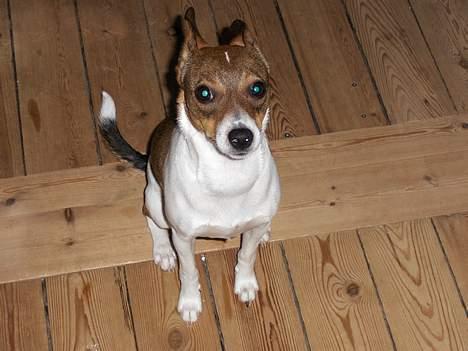 Dansk svensk gaardhund Nanna - Her ser jeg lidt dum ud... billede 13