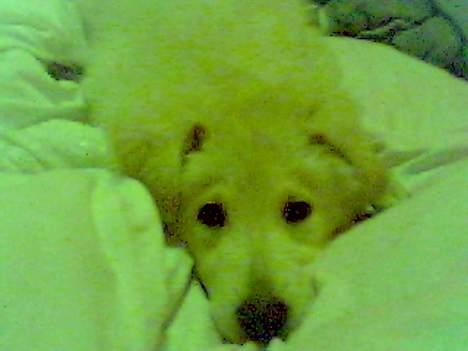 Blanding af racer soffie/ soffe - er jeq ik sød;B billede 2