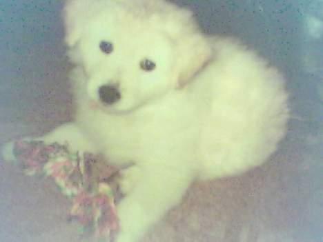 Blanding af racer soffie/ soffe - dengang jeq var lille & sød:b billede 3