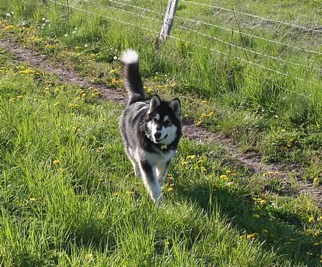 Alaskan malamute Maluq    R.I.P  august 2011 - nu er jeg 6 1/2 mdr og elsker at løbe frit  billede 11