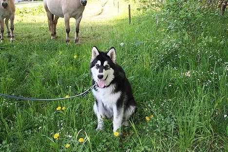 Alaskan malamute Maluq    R.I.P  august 2011 - besøg ved naboens heste billede 12