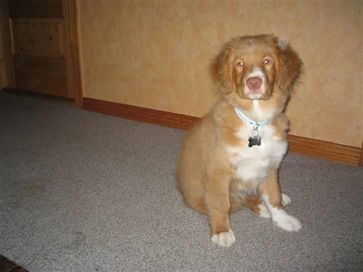 Nova scotia duck tolling retriever Løvmosen´s Red Percy - Jeg tror jeg er en lille konge:) billede 1