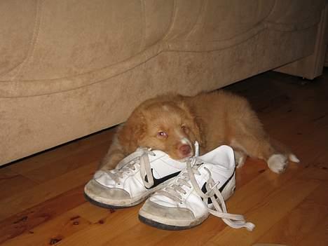 Nova scotia duck tolling retriever Løvmosen´s Red Percy - er blevet træt igen. billede 13