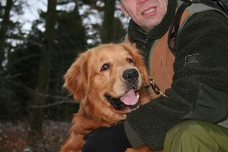 Golden retriever August billede 1