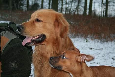 Golden retriever August billede 2