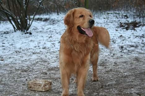 Golden retriever August billede 3