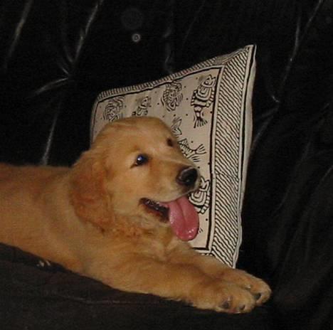 Golden retriever August billede 4