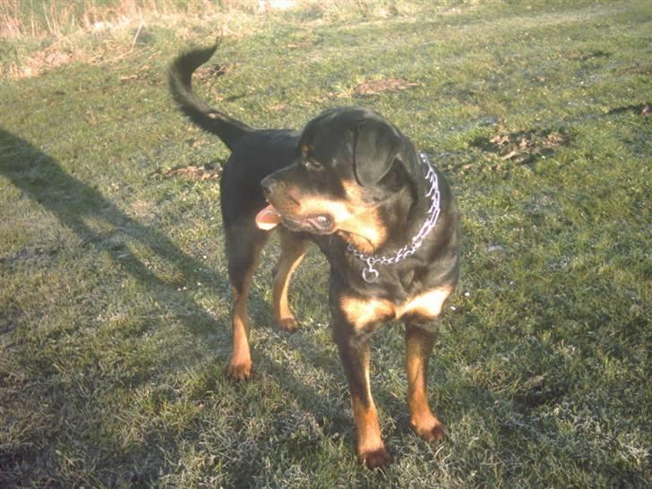Rottweiler REX - Jeg er begyndt at tjene mine egne penge. Er blevet brugshund. billede 6