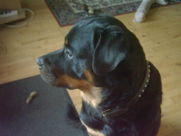 Rottweiler REX - Min mor siger jeg skal passe på huset og det gør jeg så. billede 7
