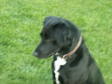 Blanding af racer Buster - der er alså noget spændende der over  hehe  :) billede 7