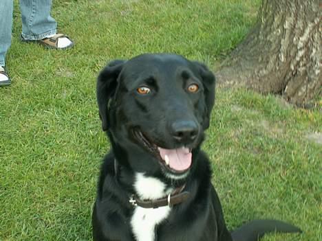 Blanding af racer Buster - buster.  billede 8