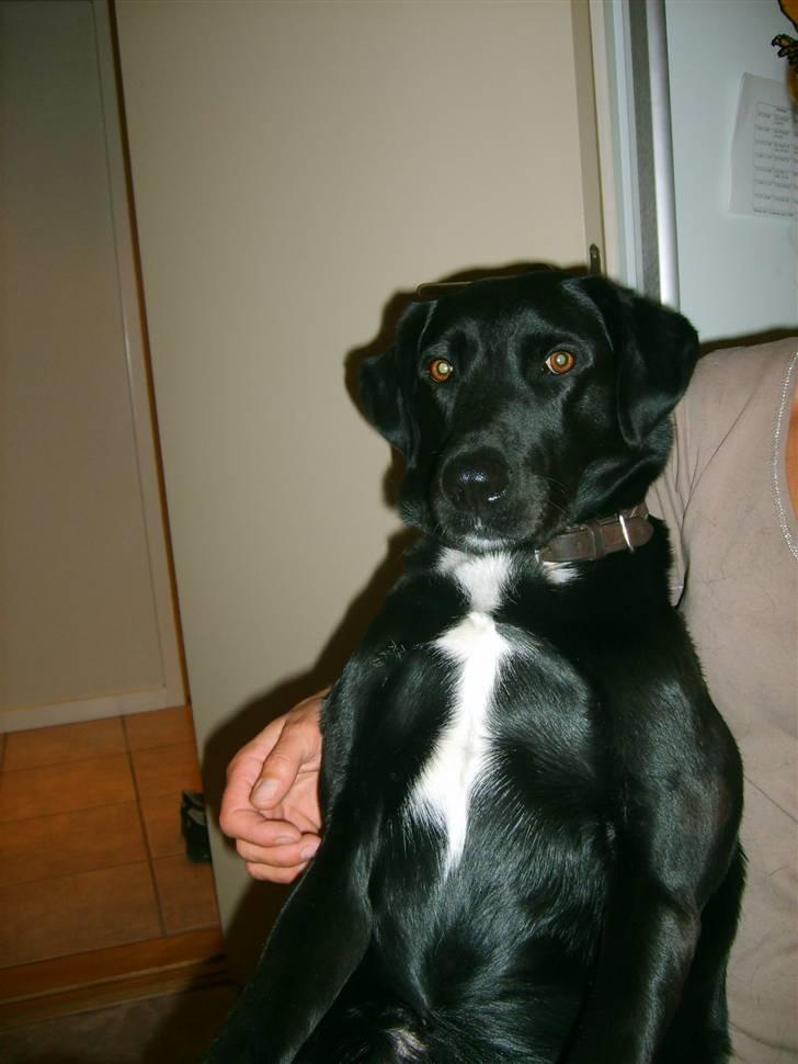 Blanding af racer Buster - ham og min mor. :) billede 9