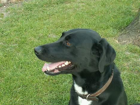 Blanding af racer Buster billede 10