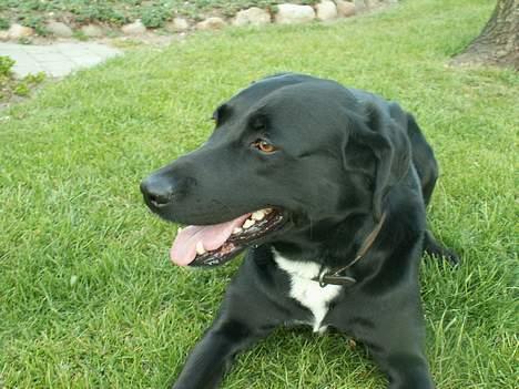 Blanding af racer Buster billede 11