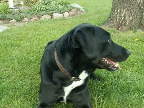 Blanding af racer Buster billede 12