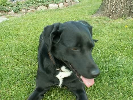 Blanding af racer Buster billede 13