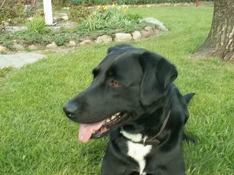 Blanding af racer Buster billede 14