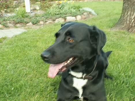 Blanding af racer Buster billede 15