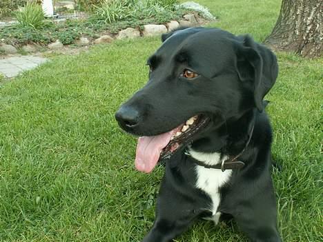 Blanding af racer Buster billede 16