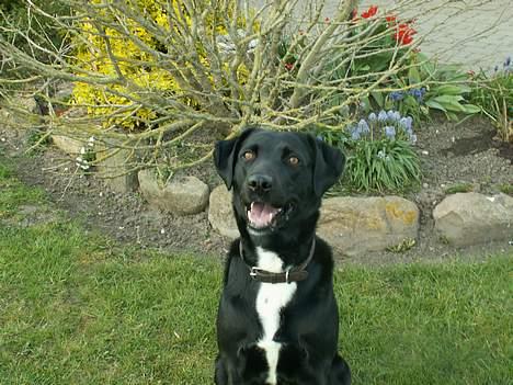 Blanding af racer Buster billede 17