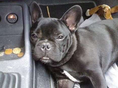 Fransk bulldog Skipper - Kan godt li og holde øje med dig når vi er ude og køre, men jeg er godt nok ved og være noget træt..:-) billede 9