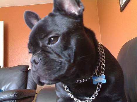 Fransk bulldog Skipper - Er ved og prøve køre en ny "kvæler", men den er liiiige lidt stor... billede 10