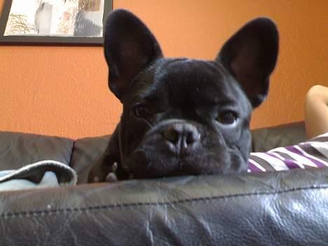 Fransk bulldog Skipper - En af de dejlige stunder, når jeg er oppe i sofaen og hygge- men skal jo også holde øje med mit tæppe..:-) billede 11