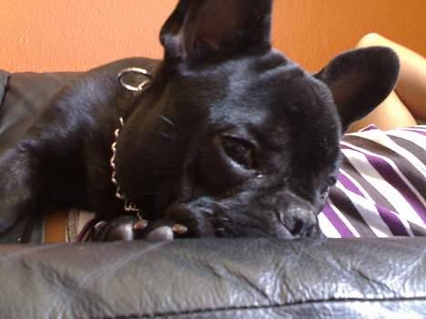 Fransk bulldog Skipper - Hvorfor kan man ikk begge dele, sofa og tæppe....SUK....:-) billede 12