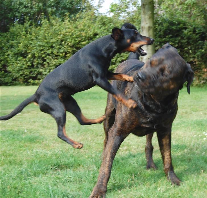 Tysk jagtterrier IDUN Rogowskie Jeziora - Aaaaaangrib !!!! billede 19