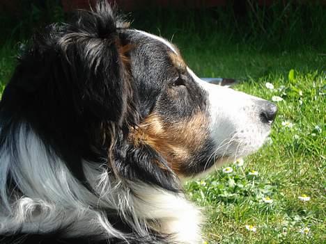 Border collie Jock (Targie) - Targie kigger efter Nala, vores kat. billede 1