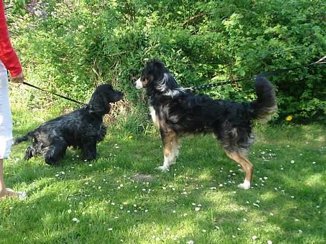 Border collie Jock (Targie) - Uh, hej Centa.  billede 2