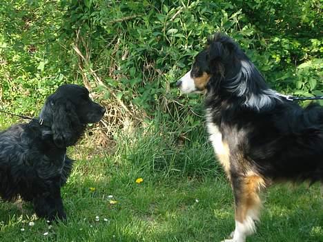 Border collie Jock (Targie) - Super godt billede af Targie og Centa. billede 3