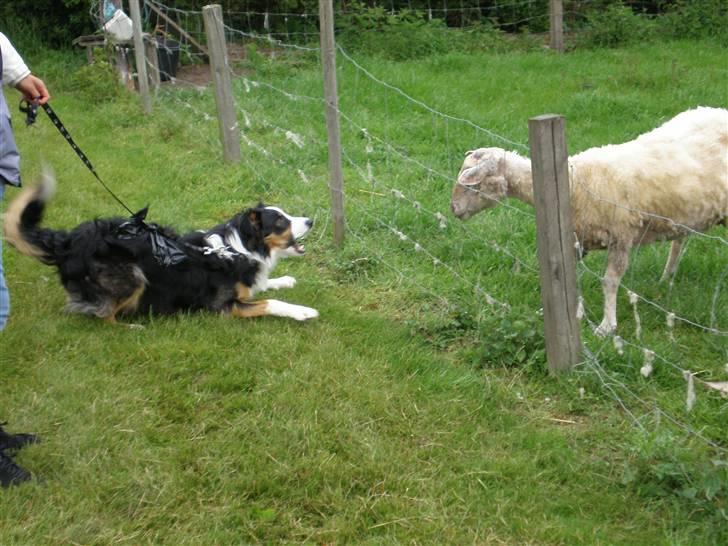 Border collie Jock (Targie) - Targie, da vi sidste sommer gav ham lov til at prøve at vogte får :-) billede 4