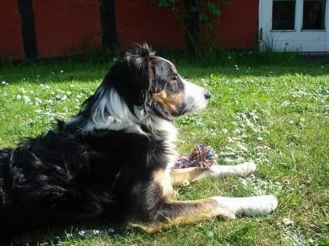 Border collie Jock (Targie) - Smukke hunden. billede 5
