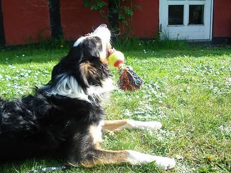 Border collie Jock (Targie) - LEGE :D billede 6