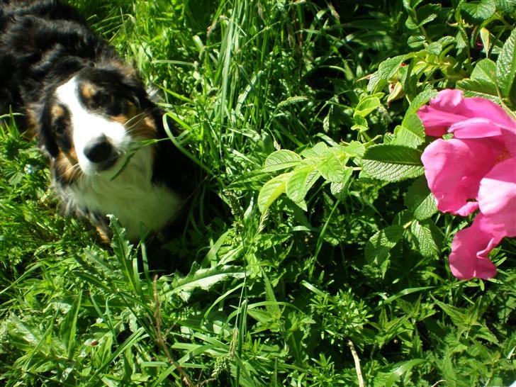 Border collie Jock (Targie) - Smukke hund.. billede 8