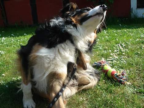 Border collie Jock (Targie) - Det klør ! billede 9