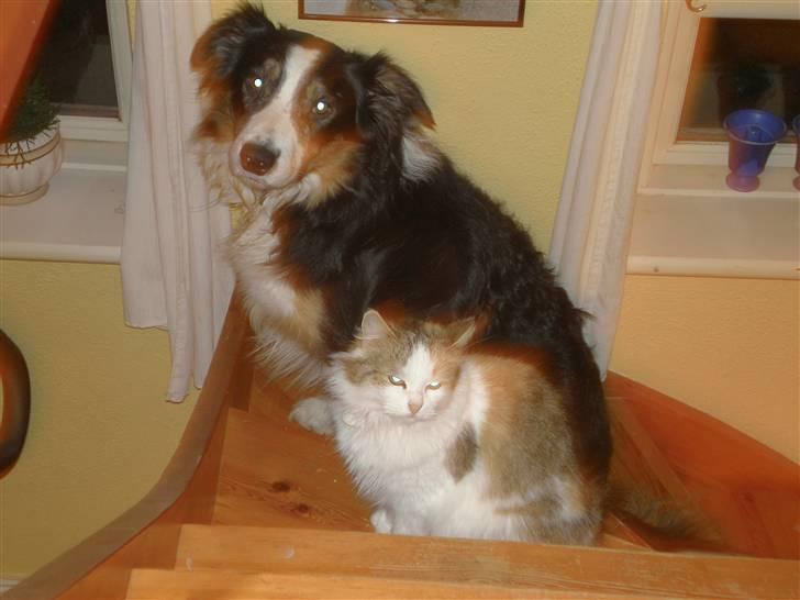 Border collie Jock (Targie) - Søde hund´ billede 10