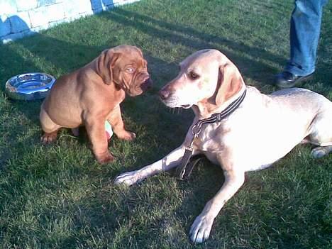 Blanding af racer mille - Mille er over og lege med Bufas som der os er på hg. billede 19