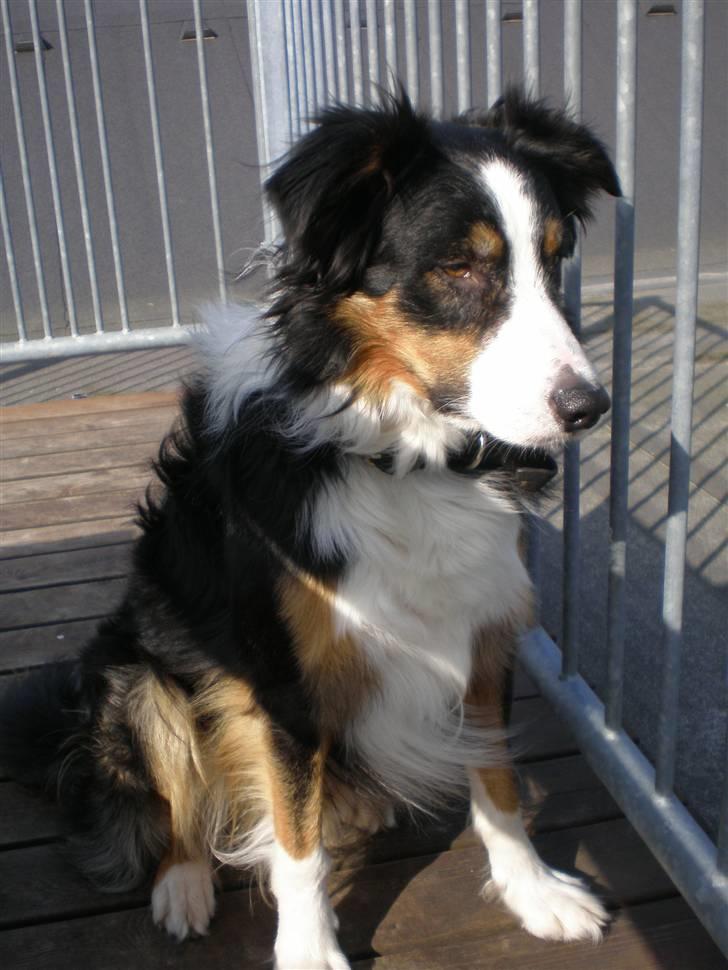 Border collie Jock (Targie) - Nye billeder fra en gåtur i byen (; billede 11